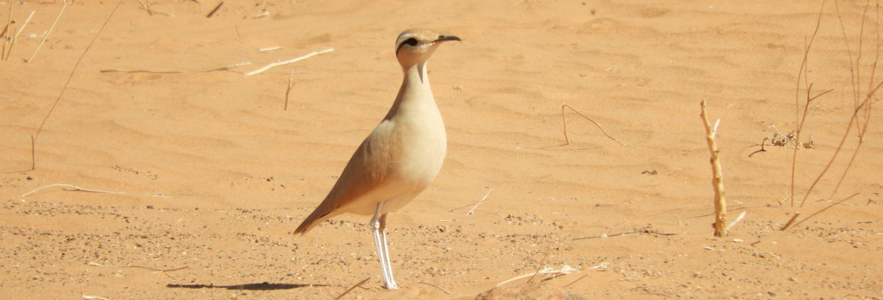 ver aves en Marruecos